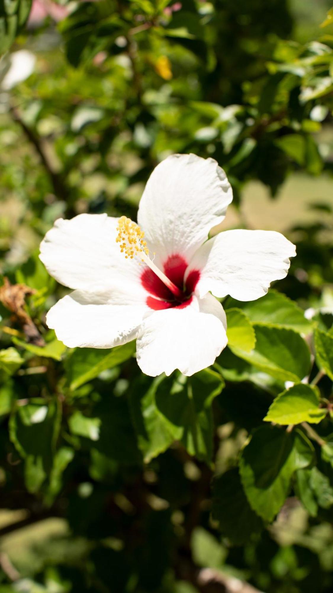 San Andrés Hosteria Mar Y Sol מראה חיצוני תמונה